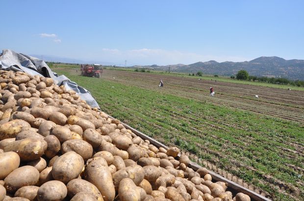 Turkey imports potatoes from Syria