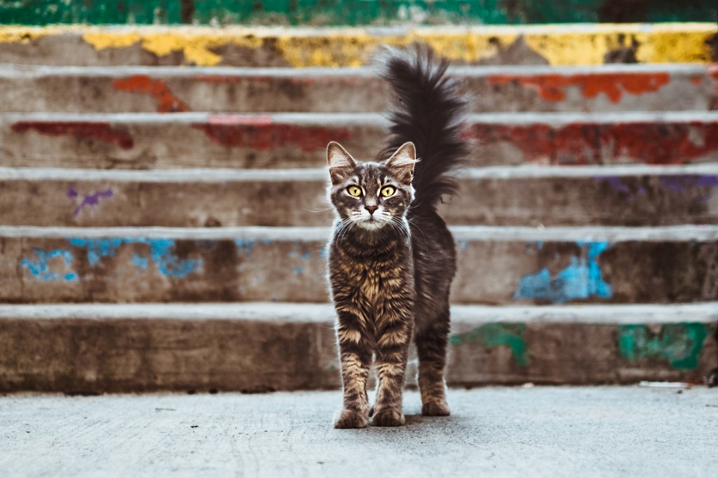 A stray cat looking at the camera while keeping its tail up, with stairs in the background.
